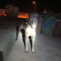 سگ ماده قلدور