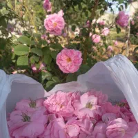 محصولات باغ شهری