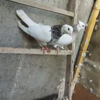 پرنده ساده اصلی کل|پرنده|نیشابور, شهید بهشتی|دیوار