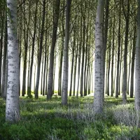 فروش نهال صنوبر و کبوده