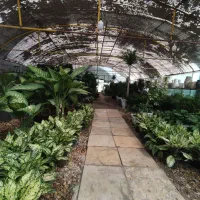 طرح تعویض کتاب وبرگه باطله با گل و گلدان|گل و گیاه طبیعی|اهواز, بعثت|دیوار