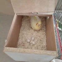 عروس هلندی|پرنده|سبزوار, شرق کال عیدگاه|دیوار