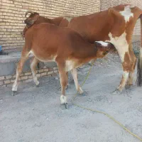 گاو گوساله نر سیمنتال