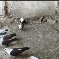 کبوتر