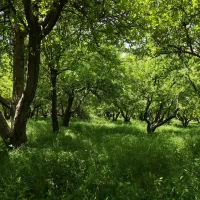 باغچه-1000-متری-علی-آباد