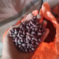 باسلام فروش لوبیا قرمز