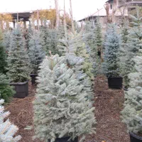 کاج نوئل آبی لوکس توپر برای فضای سبز و کریسمس|گل و گیاه طبیعی|شیرود, |دیوار