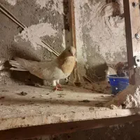 کفتر زردی|پرنده|نسیمشهر, |دیوار