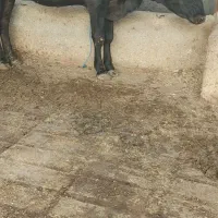 تلیسه شیری