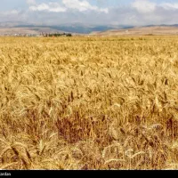 ۵ هکتار زمین دیم مرغوب