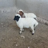 دوراس‌بره