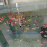 کت فیش کالر ویدئو دالر فایتر تایگر پرت کت فیش