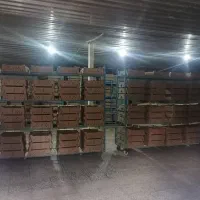 فروش جوجه گوشتی راس 308|حیوانات مزرعه|سیرجان, |دیوار