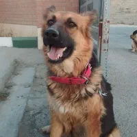 سگ ماده ژرمن