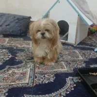 گمشده