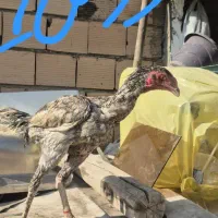 خروس لاری و مرغ لاری|حیوانات مزرعه|پاکدشت, پاکدشت (مامازند)|دیوار