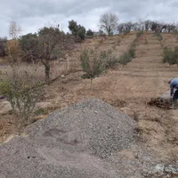 فروش زمین مسکونی وباغ زیتون|فروش زمین و ملک کلنگی|طارم, |دیوار