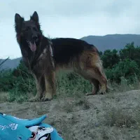 ژرمن شولاین|سگ|تهران, حر|دیوار