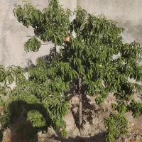 باغ معاوظه با آپارتمان سند دار ۳نیم میلیاردنقد