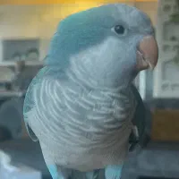 طوطی راهب ۳ساله