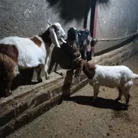 سه راس بزغاله ماده