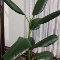 مبل سلطنتی۷نفره و یک گل|مبلمان خانگی و میز عسلی|سراب, |دیوار