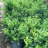 فروش لاوسون نیمه زباله و پالم ویاس