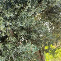 باغ-انار