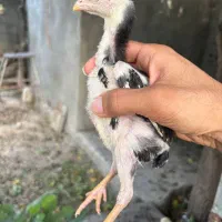 جوجه لاری نثل دار ۴۵ روزه
