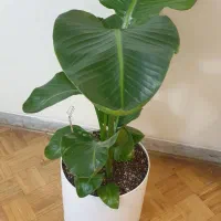 نخل نیکولای (استرلیتزیا نیکولای) با گلدان و استند|گل و گیاه طبیعی|تهران, امیرآباد|دیوار