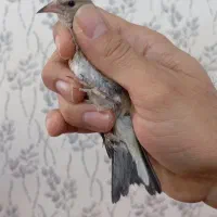 سهره درشت