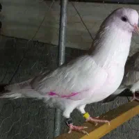 کبوترهای امانتی که گم شدن|حیوانات|خوی, |دیوار