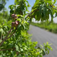 باغچه درختی قدیمی آب کشاورزی برق|فروش زمین و ملک کلنگی|شهریار, رنگرز|دیوار