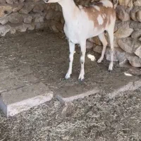 بره و میش آفریقایی|حیوانات مزرعه|رشت, کوی مهر|دیوار