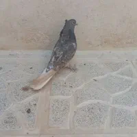 کفتر شازده سرور|پرنده|باقرشهر, |دیوار