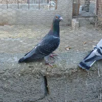 دوجفت کبوترالمانی|پرنده|نیمبلوک, |دیوار