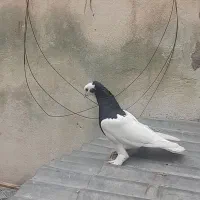 طوقی سیاه ماده