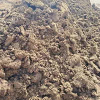 کودبارگاوی درجه یک.