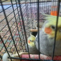 عروس هلندی نر