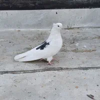 کبوتر یا کفتر