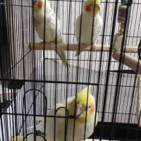 سه عدد عدد عروس هلندی لوتینو با قفس