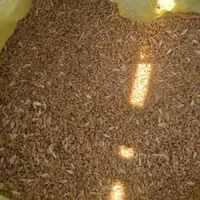 گندم آبی درجه یک