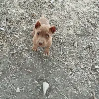 واگذاری. توله پیتبول