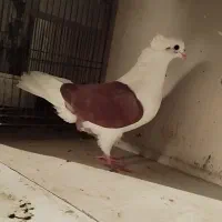 ماده دوکت|حیوانات|اصفهان, منتظرالمهدی|دیوار