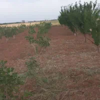 خدمات باغبانی سبز|خدمات باغبانی و درختکاری|الوند, |دیوار