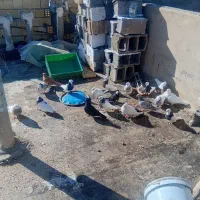 کبوتر|پرنده|دهاقان, |دیوار