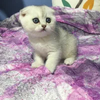 دنیای گربه های پشمالو گوگول( بریتیش پرشین اسکاتیش)|گربه|اهواز, کیانپارس |دیوار