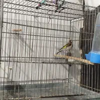 سهره نر|پرنده|ایلام, |دیوار