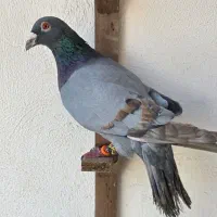 ۳ تا نر  جوون