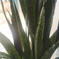 گیاه سانسوریا  سبز